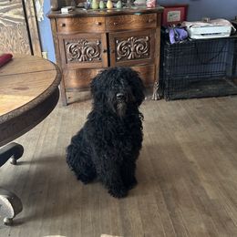 Ursala - Bouvier des Flandres