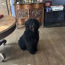 Ursala - Bouvier des Flandres