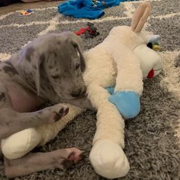 Great Dane Puppies from Johnson's Great Danes