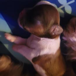 Shih Tzu Puppies from Trinity Shihtzu's So Calif