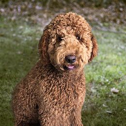 Scout - Poodle