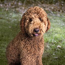 Scout - Poodle