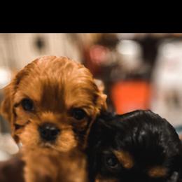 Cavalier King Charles Spaniel Puppies from Heaven Sent Cavaliers