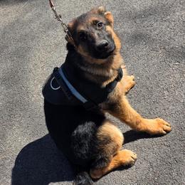 Bella (Service Dog Training) - Black and red female German Shepherd puppy in Jamesville, New York from Mark Carfagno's Pups