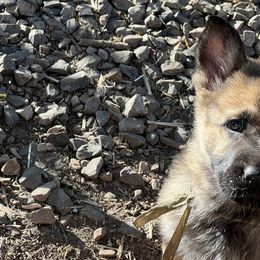 German Shepherd Puppies from StoneWall