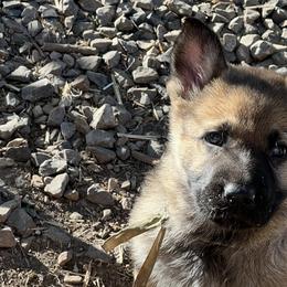 German Shepherd Puppies from StoneWall
