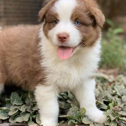 Australian Shepherd Puppies from Bell’s Down ‘n Dirty Australian Shepherds