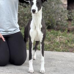 Whippet puppies from Rosmoor Whippets