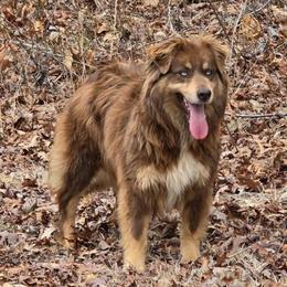 Dollee - Australian Shepherd
