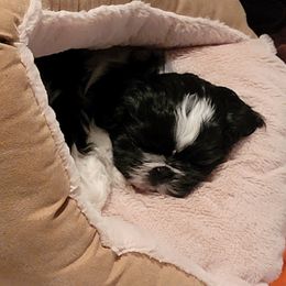 Gypsy - Shih Tzu
