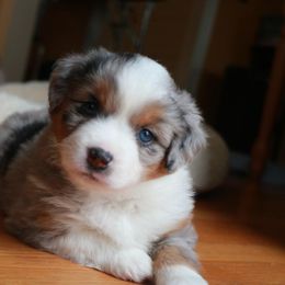 Miniature American Shepherd Puppies from Stones River Mini American Shepherds