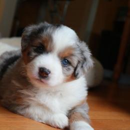 Miniature American Shepherd Puppies from Stones River Mini American Shepherds