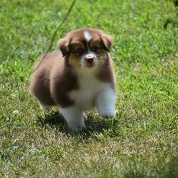 Jib - Red tri-color male Australian Shepherd puppy in Jameson, Missouri from Sky Creek