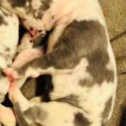 Blue Harlequin 2 - Blue male Great Dane puppy in Devine, Texas from Texas Devine Danes & Aussies