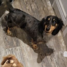 Harper - Dachshund