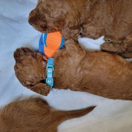 Goldendoodle Puppies from Dream Doodles