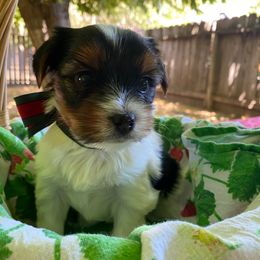 Zinni - Parti male Yorkshire Terrier puppy in Stockton, California from Lala & Co.