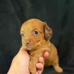 Olivia - Red female Dachshund puppy in Hope, Arkansas from JK Kennel