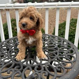 Niko - Red  male Goldendoodle puppy in Mint Hill, North Carolina from DoodleForever