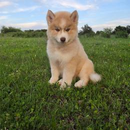 Pomsky and Siberian Husky Puppies from A-Dream Pomsky Kennel