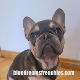 French Bulldogs from Blue Dreams Frenchies