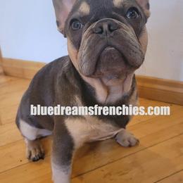 French Bulldogs from Blue Dreams Frenchies