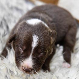 Boy 5 - White and red male Border Collie puppy in Shelbyville, Tennessee from C Horns Ranch Border Collies