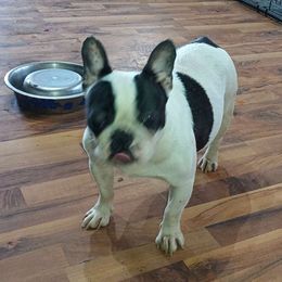 Minnie - French Bulldog