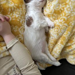 Cavalier King Charles Spaniel Puppies from Cavy Love