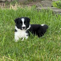 Ella - Black and white female Border Collie puppy in Dorr, Michigan from Pineview Farm