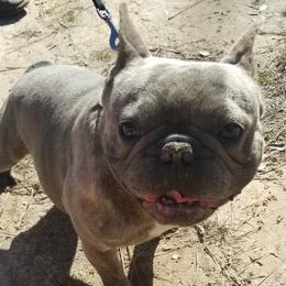 CJ - French Bulldog