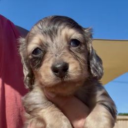 Opal - Dapple female Dachshund puppy in Vero Beach, Florida from Joseph’s Dachshunds
