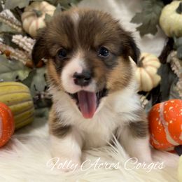 Tortellini - Sable male Pembroke Welsh Corgi puppy in White Hall, Maryland from Folly Acres Corgis