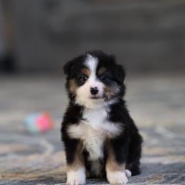 Orion - Black tri male Toy Australian Shepherd puppy in Georgetown, Texas from Minikin Manor