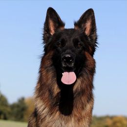 German Shepherd All Grown Up from German shepherd