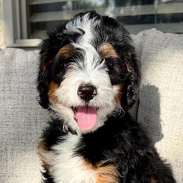 Prescott - Tri-color female Bernedoodle puppy in Gilbert, Arizona from 5280 Bernedoodles