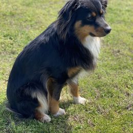 Ice  - Miniature Australian Shepherd