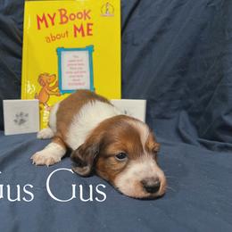 Gus Gus - Piebald male Dachshund puppy in Henry, Virginia from Dumbledore's AKC Mini Dachshunds