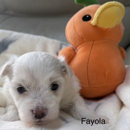 Fayola - White female Coton de Tulear puppy in Ludington, Michigan from Cotten's Sunset Kennels