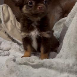 Whiskey - Chocolate and tan male Chihuahua puppy in Tyner, North Carolina from Hawk's Eye Homestead