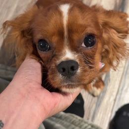 Winston - Cavalier King Charles Spaniel