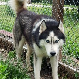 Siberian Huskies from Case's Canines