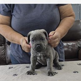 Rusty (Yellow Collar Girl) - Black brindle female Cane Corso puppy in Gorman, Texas from McOmber Country Kennels
