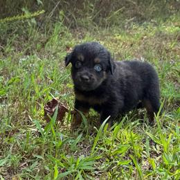 Reba - Black tri female Miniature Australian Shepherd puppy in Michie, Tennessee from Acton Aussies