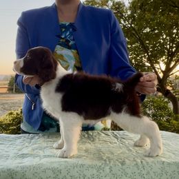 Harley Quinn - Liver and white female English Springer Spaniel puppy in Scio, Oregon from Starlet Springers
