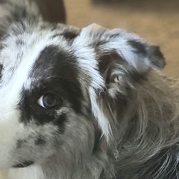 Border Collies from Fire N Arrows Border Collies