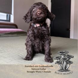 Black Trumpet - Salmon Collar - Chocolate female Goldendoodle puppy in Garland, Texas from Twilight Doodles