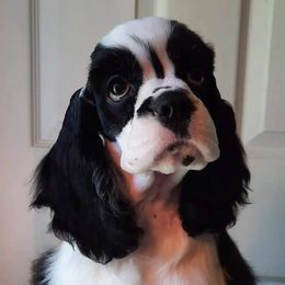 Karma - Cocker Spaniel