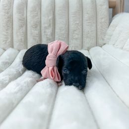 Goldendoodle Puppies from Desert Paws Doodles