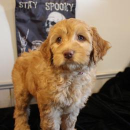Pink Collar Sioux - Caramel female Australian Labradoodle puppy in Provo, Utah from EllsWORTH Labradoodles LLC